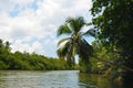 Madu River and tropical rain forest , Bentota , Sri Lanka.