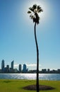 Palm tree and river cityline with skyscraper