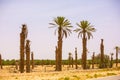 palm tree riyadh saudi arabia Royalty Free Stock Photo