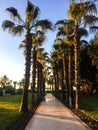 Palm tree road Royalty Free Stock Photo