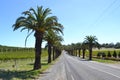 Palm tree road Royalty Free Stock Photo