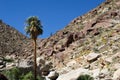 palm tree and rocky hills in Anza-Borrego Desert State Park