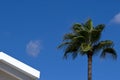 Palm tree and rooftop in front of blue sky Royalty Free Stock Photo