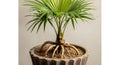 Palm tree roots exposed in decorative pot Royalty Free Stock Photo