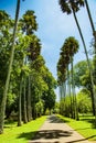 Palm tree row in the royal botanical garden in Kandy in Sri lanka Royalty Free Stock Photo