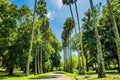 Palm tree row in the royal botanical garden in Kandy in Sri lanka Royalty Free Stock Photo