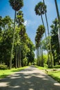 Palm tree row in the royal botanical garden in Kandy in Sri lanka