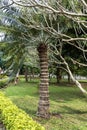 Palm tree in the Royal Palace Haw kham in Luang Prabang, Laos, Asia Royalty Free Stock Photo