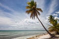 Palm Tree in Sahona Island