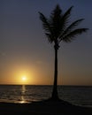 Palm tree on beach in the Caribbean at sunrise. Royalty Free Stock Photo