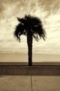 Palm-tree on a sandy beach