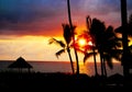 Palm tree sandy beach sunrise Royalty Free Stock Photo