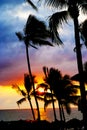 Palm tree sandy beach sunrise Royalty Free Stock Photo