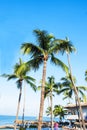 Palm tree sandy beach sunrise Royalty Free Stock Photo