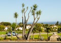 Palm Tree in Santa Barbara