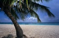 Palm tree Saona island beach Dominican republic Royalty Free Stock Photo