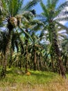 Palm Tree / Sawit in Padang Lawas Regency, Indonesia