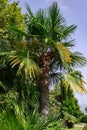 Palm tree in scenic park