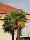 palm tree scient. class. areaceae Royalty Free Stock Photo