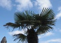 palm tree scient. class. areaceae Royalty Free Stock Photo