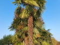 palm tree scient. class. areaceae Royalty Free Stock Photo