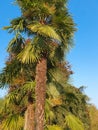 palm tree scient. class. areaceae Royalty Free Stock Photo