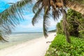 Palm tree by the sea in Anse Fourmis beach