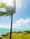 Palm tree by the sea in Bas du Fort beach in Guadeloupe Royalty Free Stock Photo