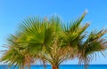 The palm tree by the sea - Borassus flabellifer Asian palmyra palm