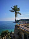 Palm tree and the sea