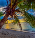 Palm tree by the sea at sunset in Grande Anse beach Royalty Free Stock Photo