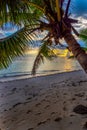 Palm tree by the sea at sunset in Grande Anse beach Royalty Free Stock Photo