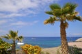 Palm tree and sea at Tenerife Royalty Free Stock Photo