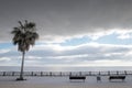 Palm tree by the seaside Royalty Free Stock Photo