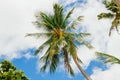 Palm tree in Seychelles.