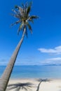 Palm tree with shadow on the beach sand Royalty Free Stock Photo