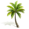 Palm Tree Royalty Free Stock Photo