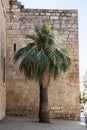 A palm tree in the shadow of the wall of the Alcazar de Merida in Badajoz, Extremadura, Spain Royalty Free Stock Photo