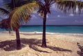 Palm Tree and Shadows, Grand Anse Beach Grenada Royalty Free Stock Photo