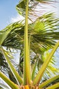 Palm tree shaken by the wind under the blue sky of a beautiful s