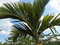 Palm tree shoots with beautiful green leaves hanging on a blue sky with white clouds
