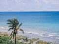 A palm tree in the shore of tropical sea