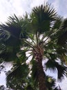 A palm tree shot from below with blue sky background