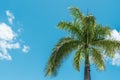 a palm tree is shown against a blue sky with clouds Royalty Free Stock Photo