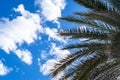 A palm tree is shown with its leaves spread out in the sky. The sky is blue with a few clouds scattered throughout. Scene is Royalty Free Stock Photo