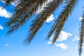 A palm tree is shown with its leaves spread out in the sky. The sky is blue with a few clouds scattered throughout. Scene is Royalty Free Stock Photo