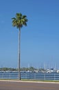 Palm tree on the sidewalk Royalty Free Stock Photo