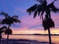 Palm tree silhouette against brilliant sunrise colors