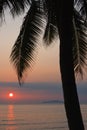 Palm tree silhouette against red colored sunset near the ocean Royalty Free Stock Photo