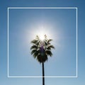 Palm tree silhouette against sun Royalty Free Stock Photo
